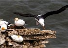 2 - Black Browed Albatross at Bempton.jpg